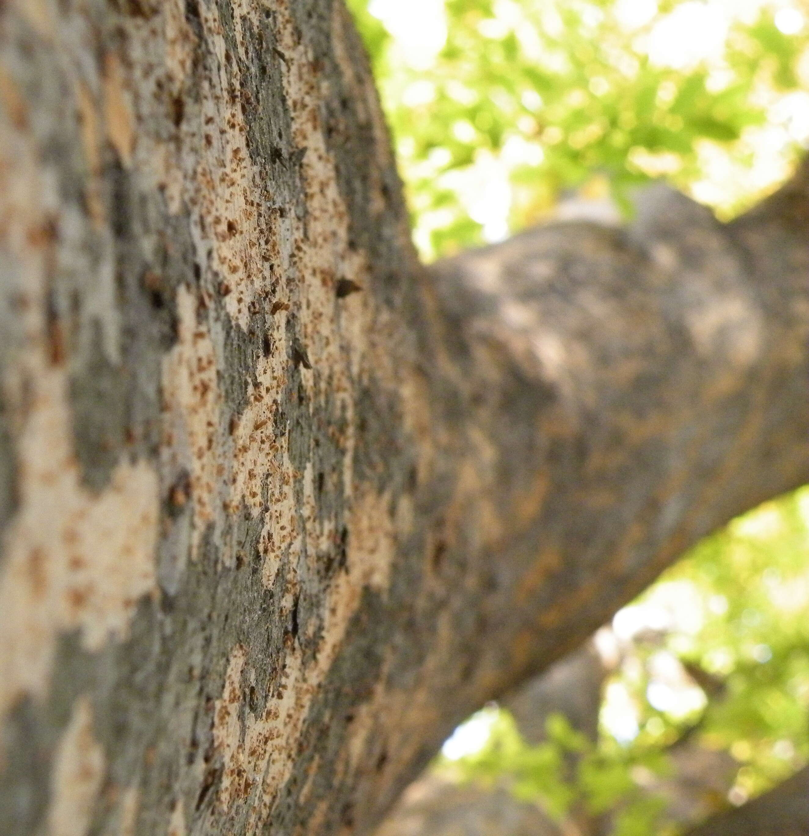 Image of Caucasian zelkova