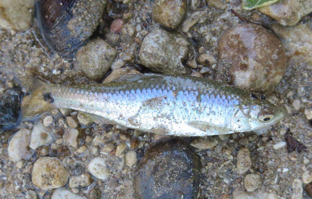 Image of Blacktail shiner