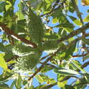 Image of Cape star-chestnut