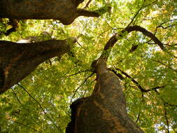 Image of Caucasian zelkova