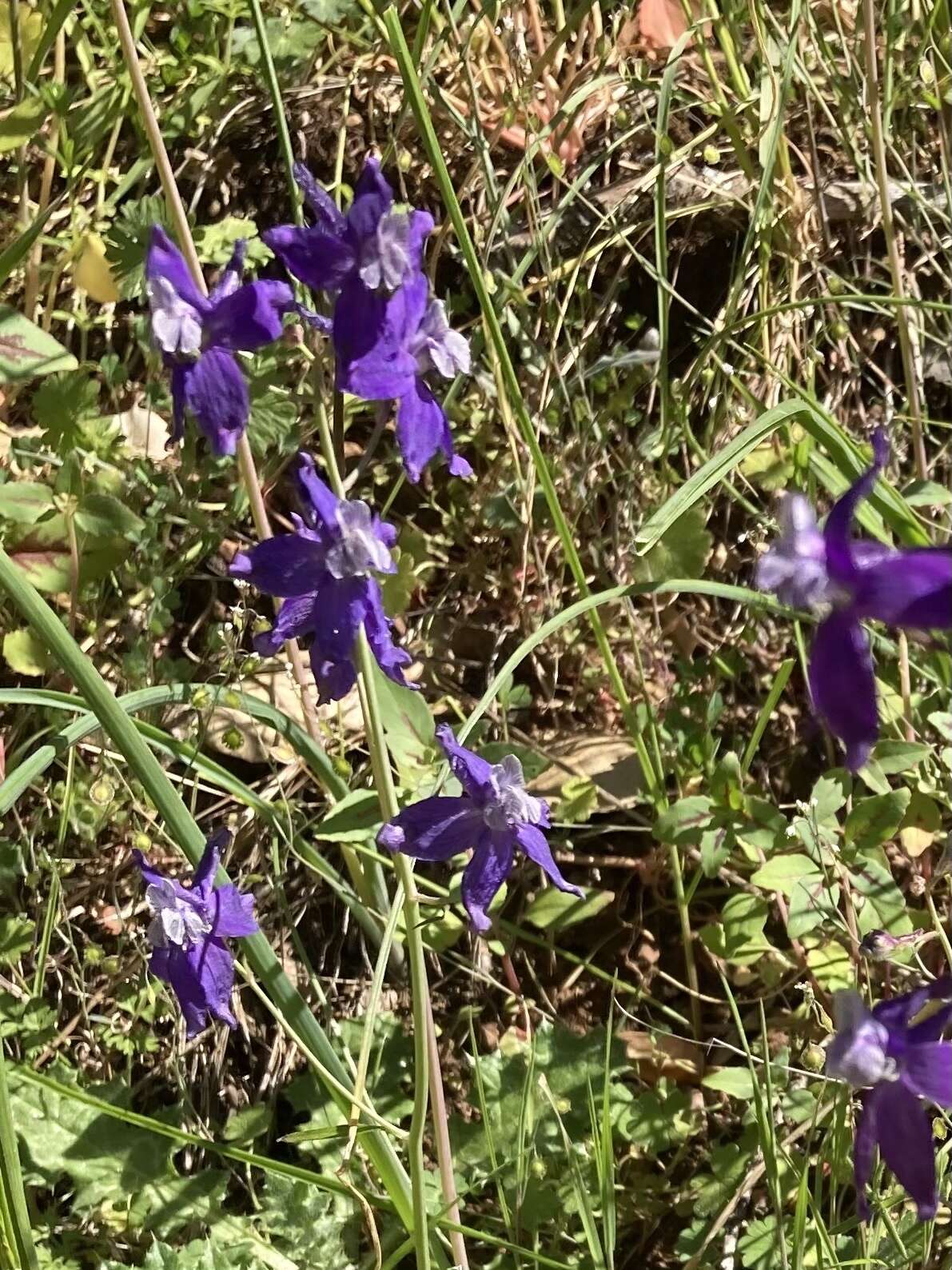 Delphinium patens subsp. patens的圖片