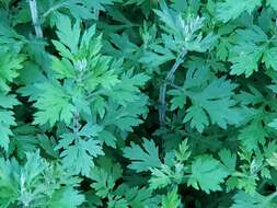 Image of Artemisia vulgaris subsp. vulgaris