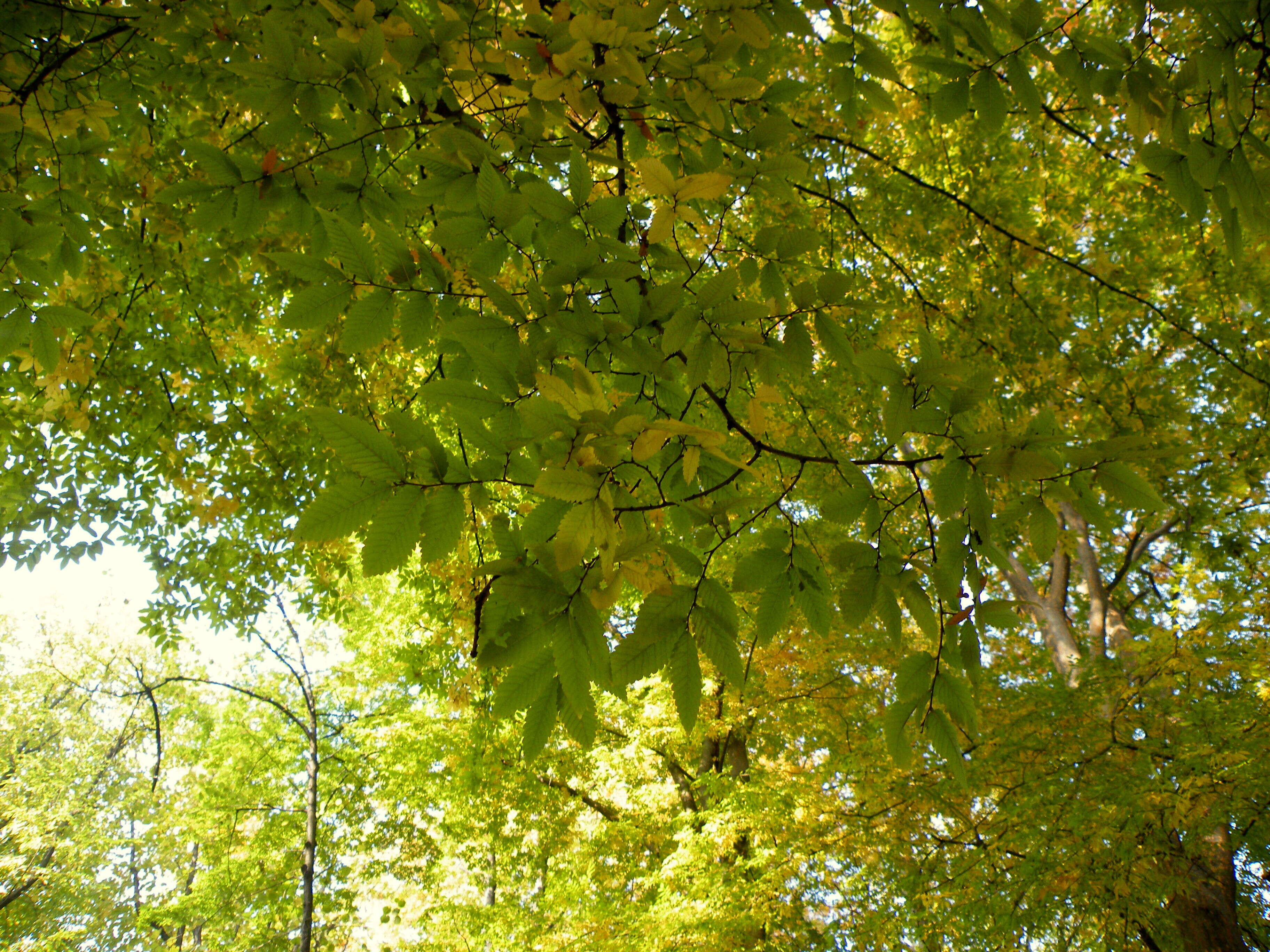 Image de Zelkova carpinifolia (Pall.) C. Koch