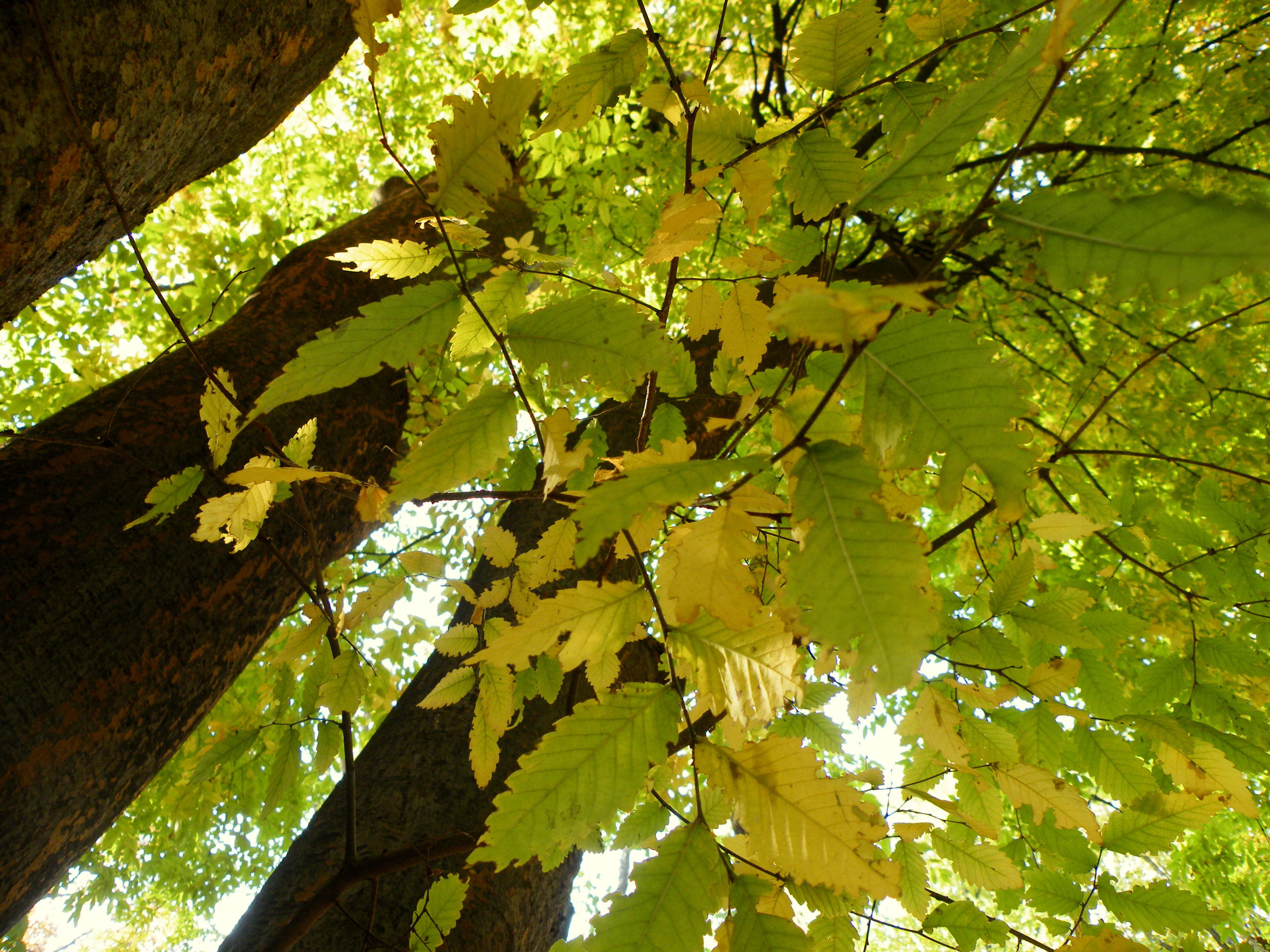 Image of Caucasian zelkova