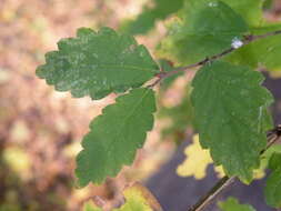 Image of Caucasian zelkova