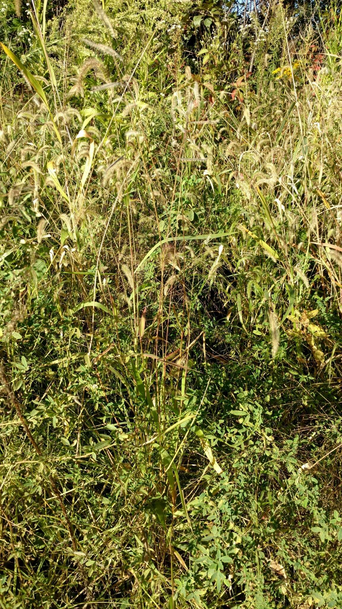 Image of hairy cupgrass