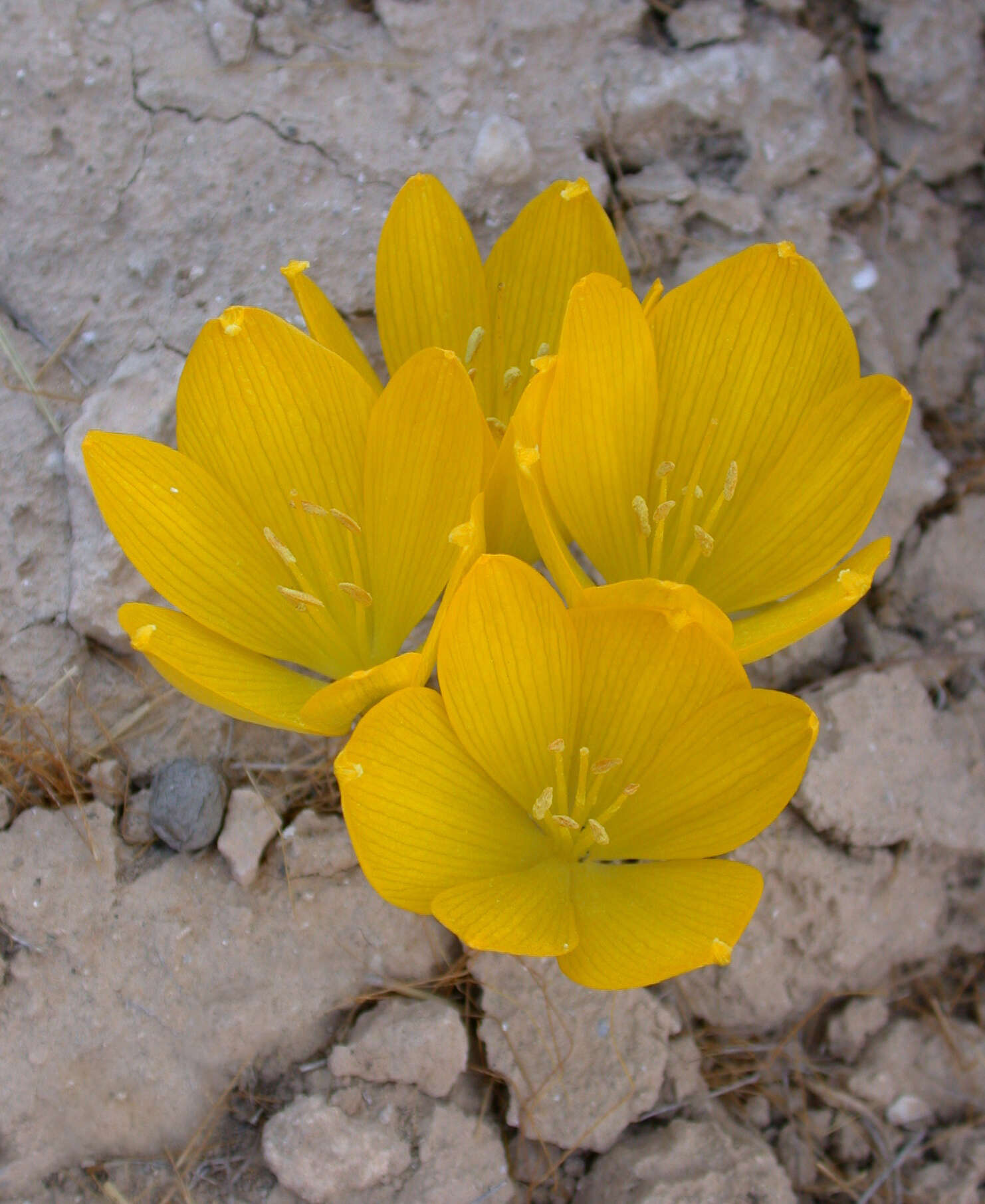 Image de Sternbergia clusiana (Ker Gawl.) Ker Gawl. ex Spreng.