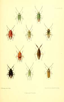 Image of Orthotylus rubidus (Puton 1874)