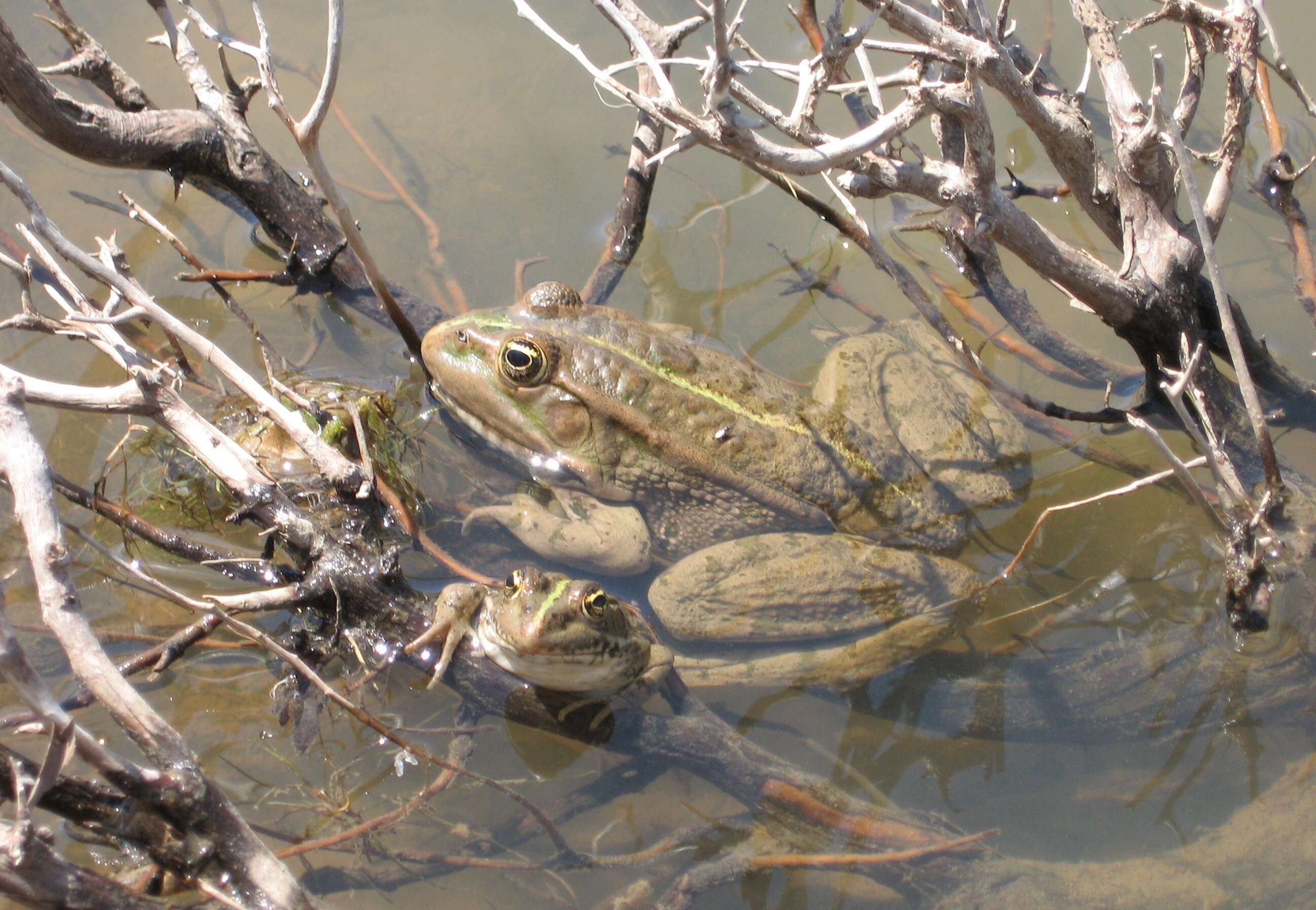 Image of Eurasian Marsh Frog