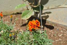 Tagetes erecta L. resmi