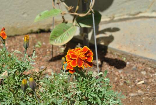 Image of French marigold