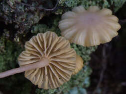 Image of Lichenomphalia umbellifera (L.) Redhead, Lutzoni, Moncalvo & Vilgalys 2002