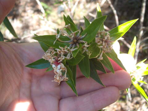 Image of long-leaved pimelea