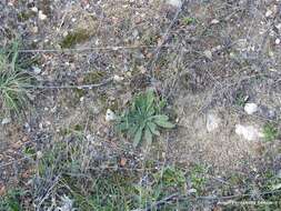 Image of Echium vulgare subsp. pustulatum (Sm.) E. Schmid & Gams