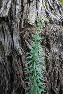 Plancia ëd Linaria purpurea (L.) Mill.