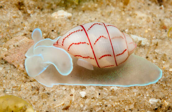 Image of lined bubble snail