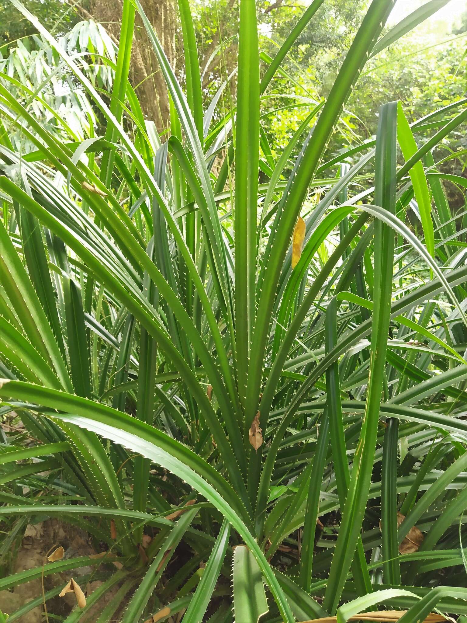 Image of Pandanus odorifer (Forssk.) Kuntze