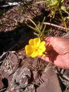 Oenothera argillicola Mackenzie的圖片