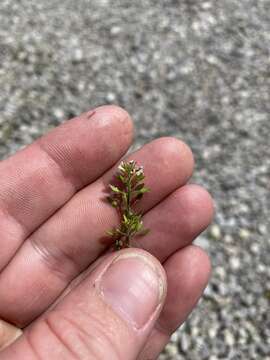 Image of shortpod draba