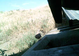 Image of American Mourning Dove