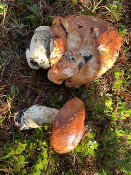 Image of Leccinum largentii Thiers 1975