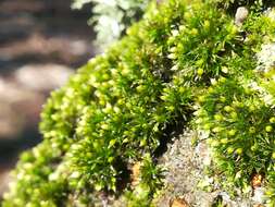 Image of orthotrichum moss