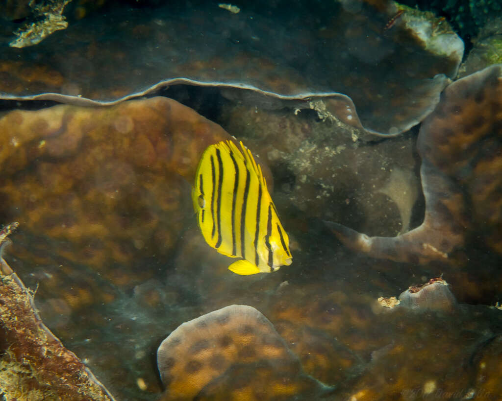 Image of Eight Banded Butterflyfish