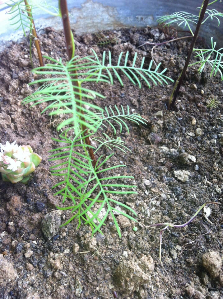 Image of Cypress Vine