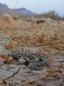 Image of Burton's Carpet Viper