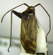 Image of Adelphocoris ticinensis (Meyer-Dur 1843)