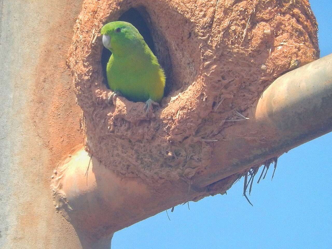 Image of Blue-winged Parrotlet