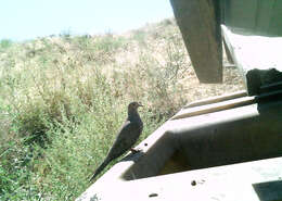 Image of American Mourning Dove