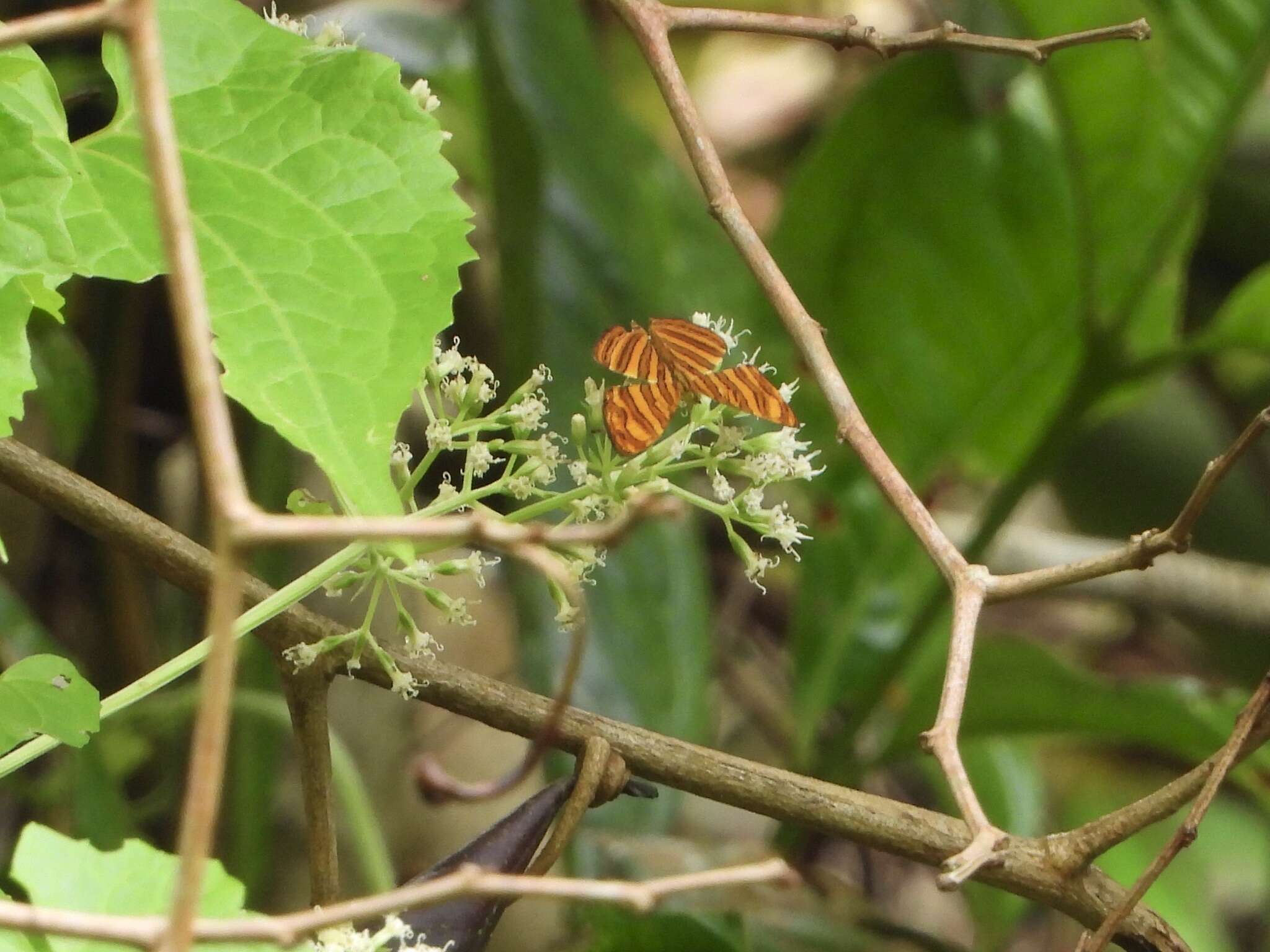 Image of Chersonesia peraka Distant 1884