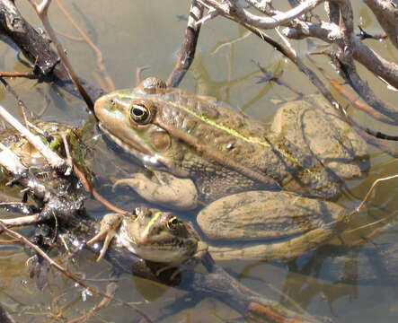 Image of Eurasian Marsh Frog