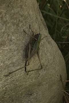 Image of bog bush-cricket