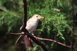 Image of Western Olivaceous Warbler