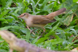 Image of Western Olivaceous Warbler