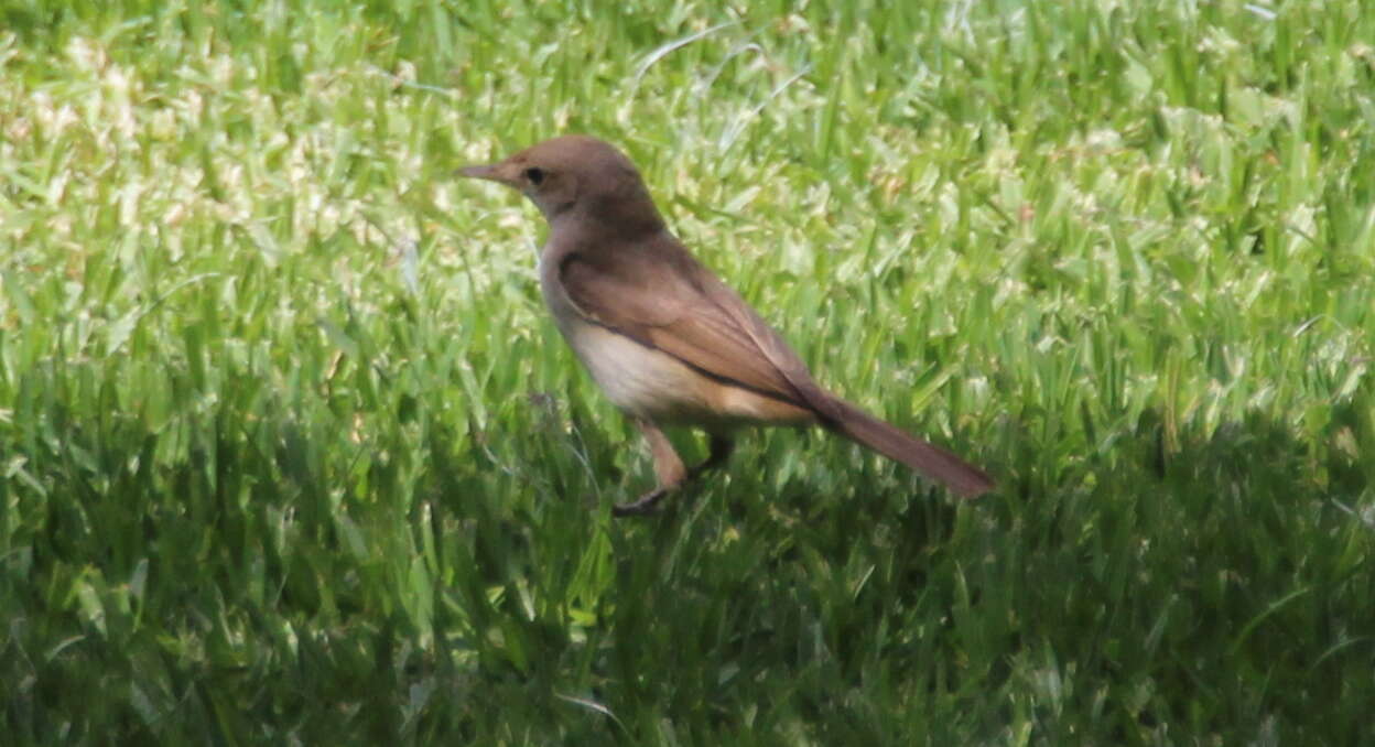 Image of Western Olivaceous Warbler