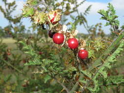 Plancia ëd Solanum sisymbriifolium Lam.