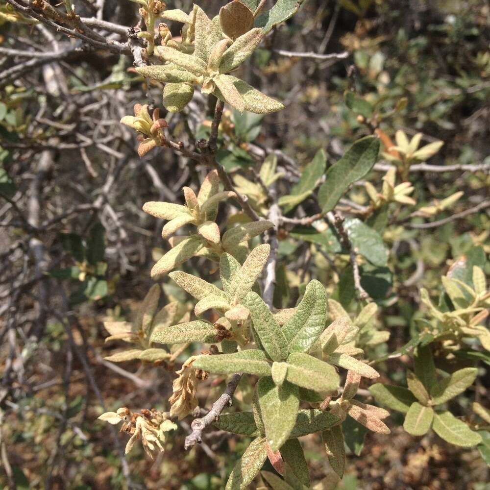 Image of Quercus microphylla Née