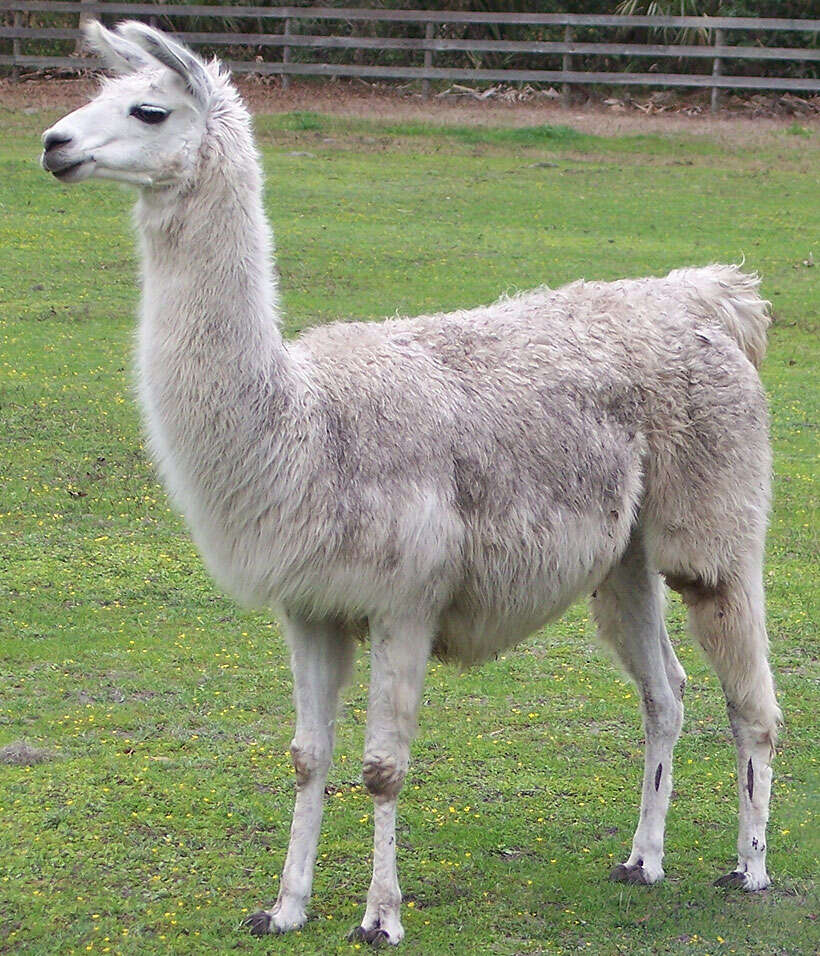 Image of llama