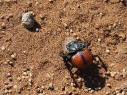 صورة Pachysoma denticolle Péringuey 1888