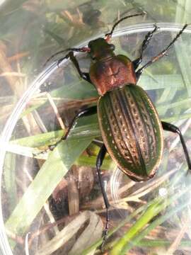 Image of immigrant sausage ground beetle