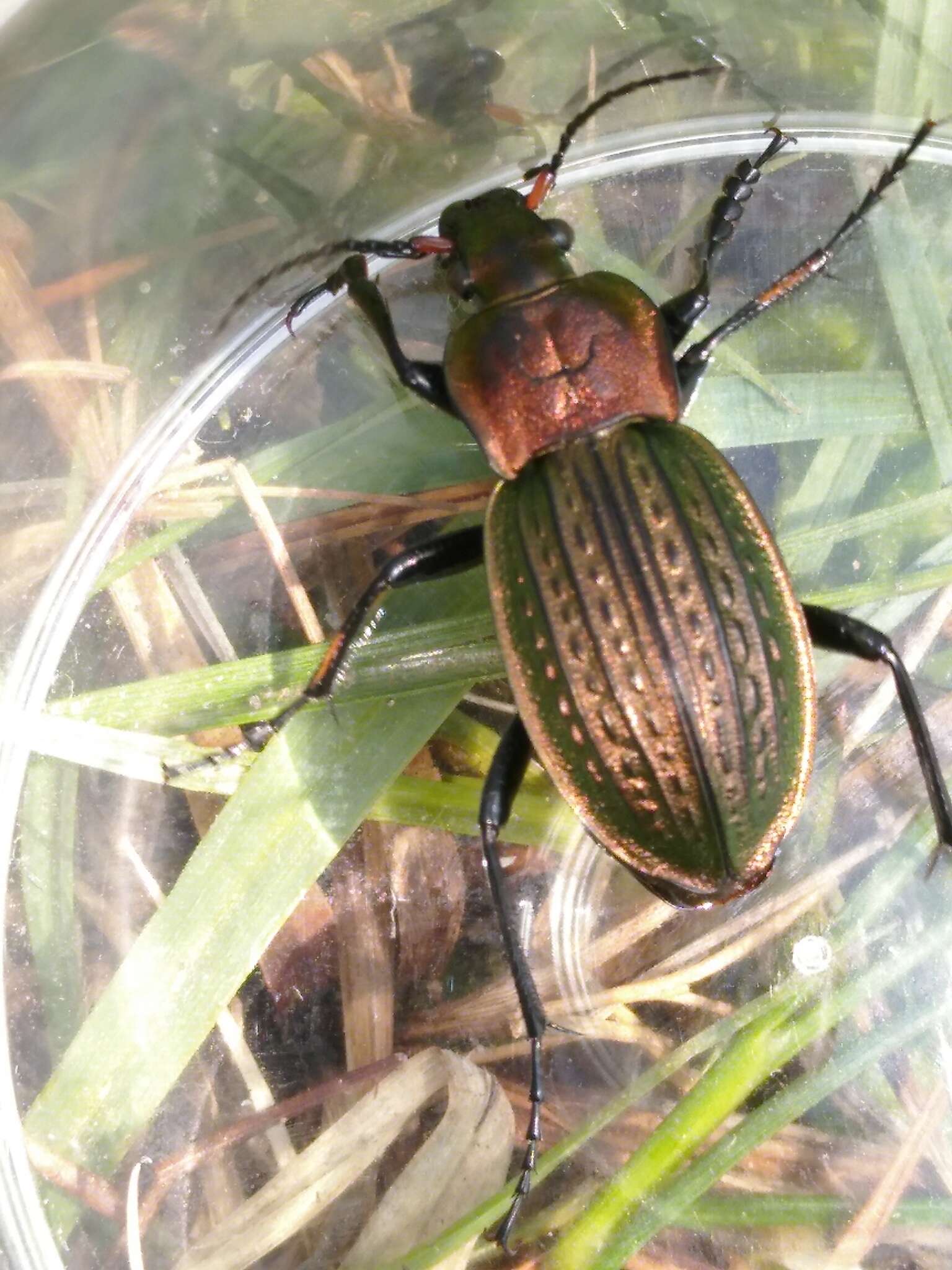 Image of immigrant sausage ground beetle