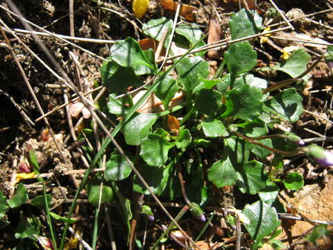 Image de Viola hederacea subsp. sieberiana (Sprengel) L. G. Adams