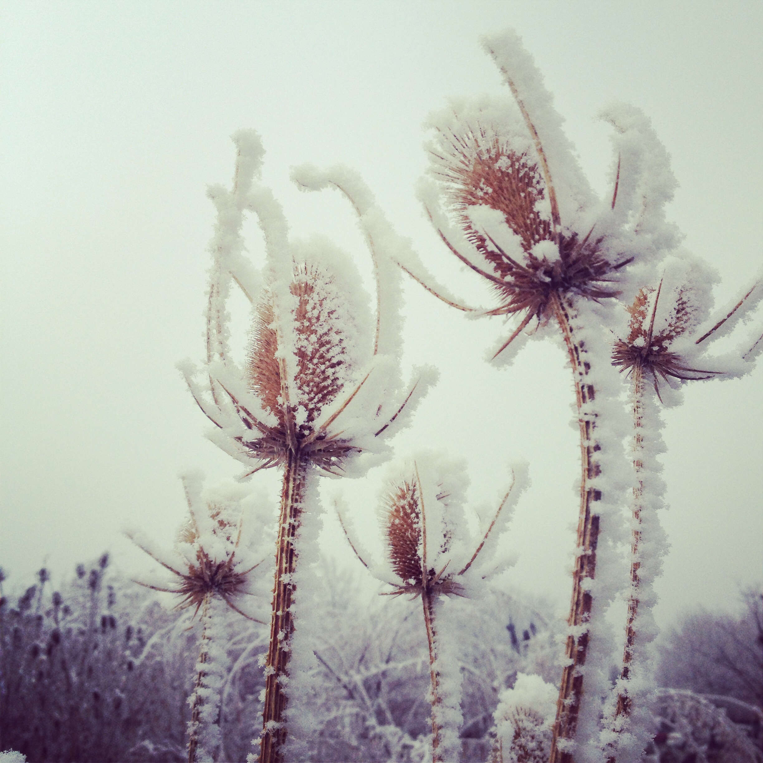 Image of Dipsacus fullonum