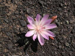 Image of lewisia