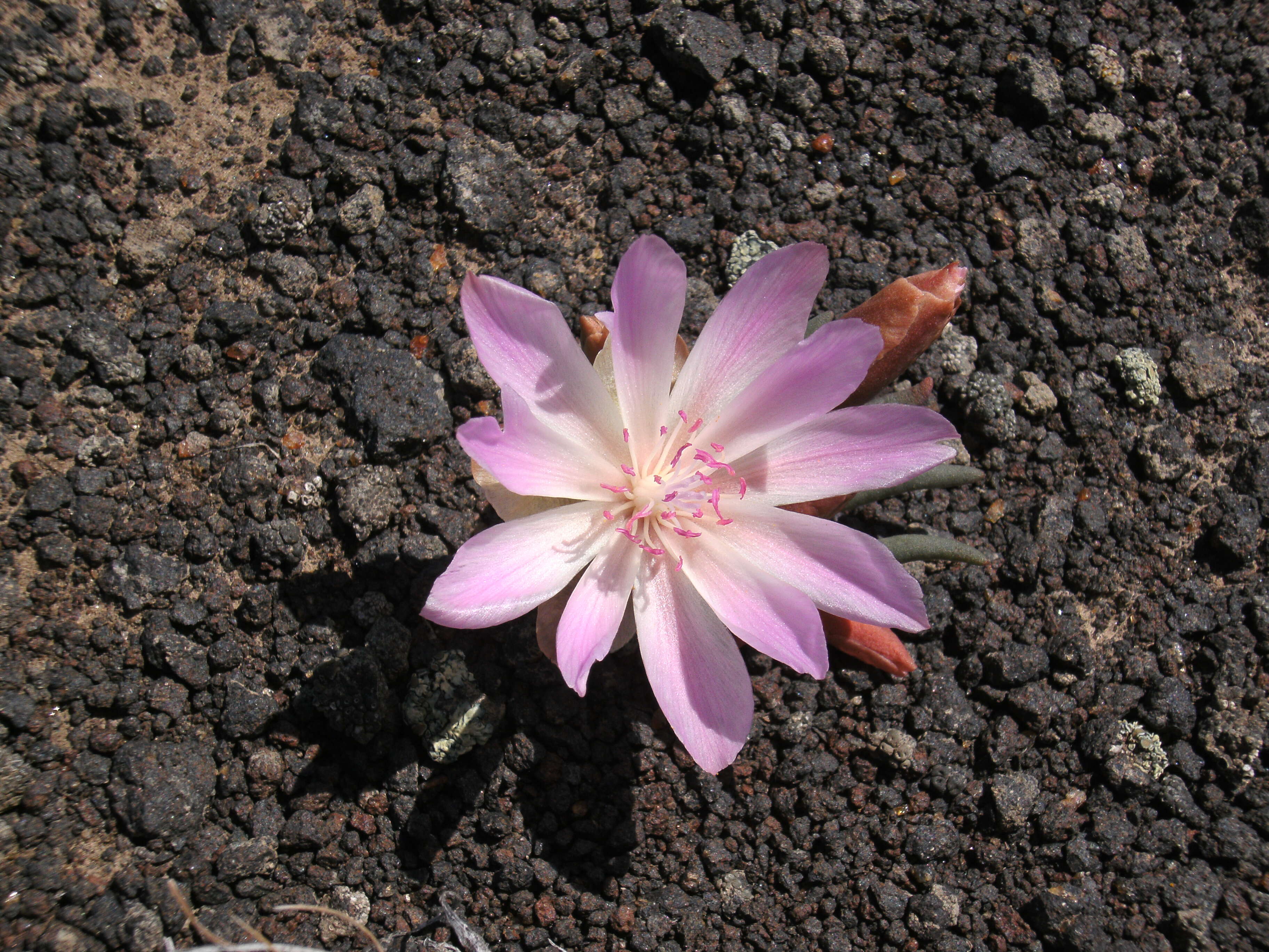 Image of lewisia