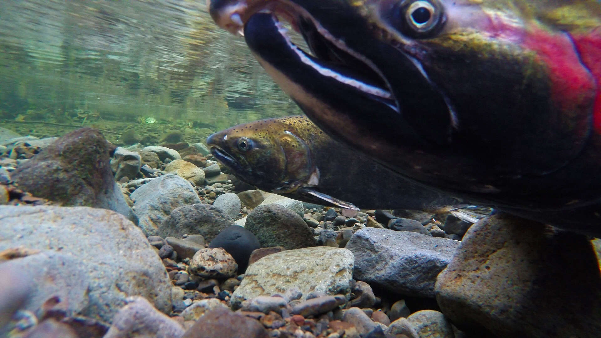 Image of Coho Salmon