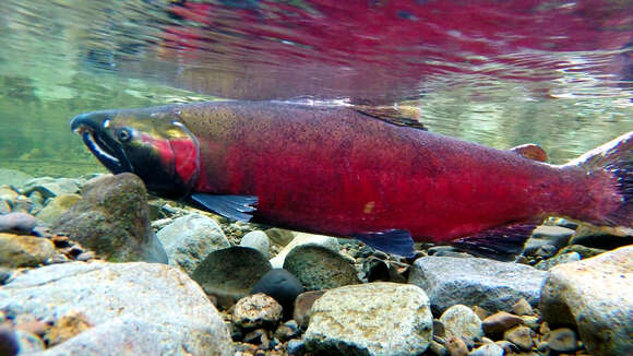 Image of Coho Salmon